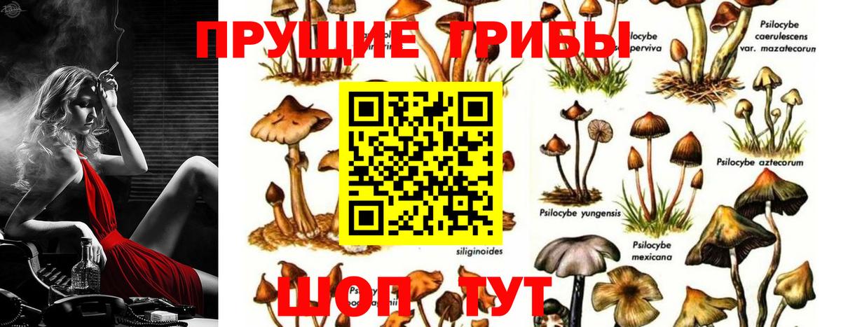 купить закладку  Вход с VPN  Галлюциногенные грибы Magic Shrooms  Новоалександровск  Псилоцибиновые грибы мицелий 